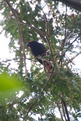 Melopyrrha violacea