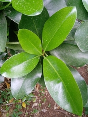 Corynocarpus