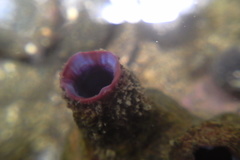Styelidae