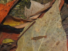 Caridina cantonensis