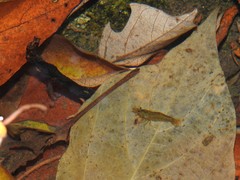 Caridina cantonensis