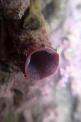 Styelidae