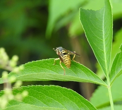 Spilomyia alcimus