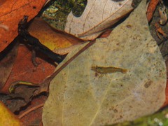 Caridina cantonensis