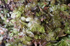 Hymenophyllum minimum