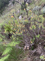 Helichrysum milleri