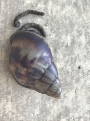 Achatinidae
