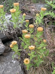 Helichrysum milleri