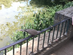 Streptopelia decaocto