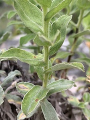 Helichrysum milleri