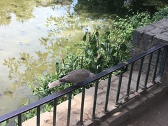 Streptopelia decaocto