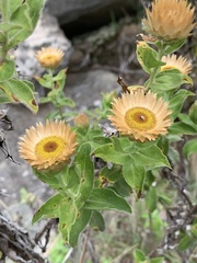 Helichrysum milleri