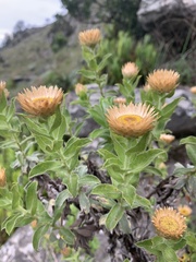 Helichrysum milleri