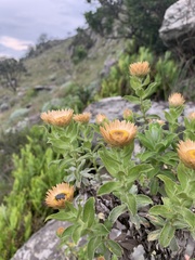 Helichrysum milleri