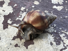 Achatinidae
