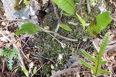 Hymenophyllum minimum