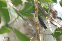Anthracothorax dominicus