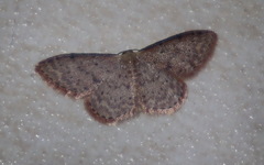 Idaea trissorma