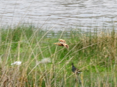 Ixobrychus involucris