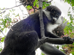 Cercopithecus ascanius
