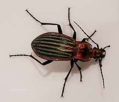Carabus lineatus lateralis