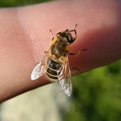 Eristalis arbustorum