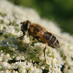 Eristalis arbustorum