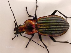 Carabus lineatus lateralis