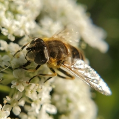 Eristalis arbustorum