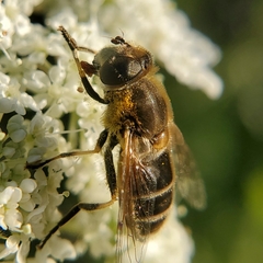 Eristalis arbustorum
