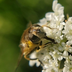 Eristalis arbustorum