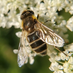 Eristalis arbustorum