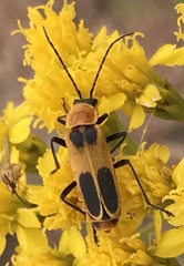 Chauliognathus omissus