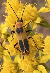 Chauliognathus omissus