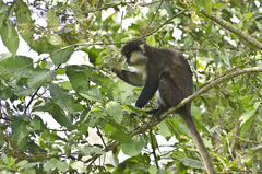 Cercopithecus