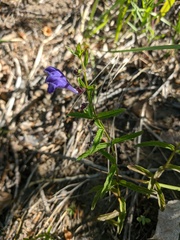 Scutellaria scordifolia