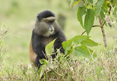 Cercopithecus mitis kandti
