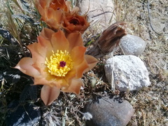 Pterocactus tuberosus