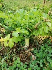 Raphanus sativus longipinnatus