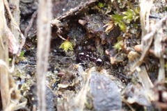 Chelaner antarcticus