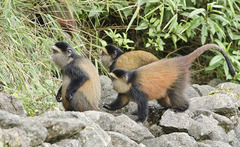 Cercopithecus mitis kandti
