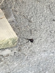 Latrodectus hesperus