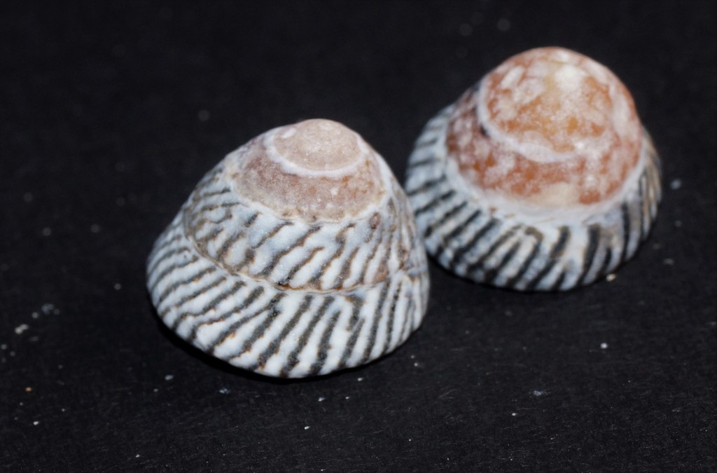 Bembicium