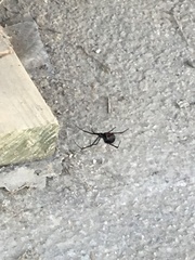 Latrodectus hesperus