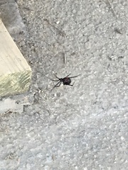 Latrodectus hesperus