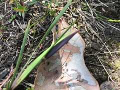 Patersonia occidentalis occidentalis