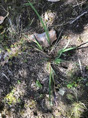 Patersonia occidentalis occidentalis