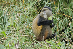 Cercopithecus mitis kandti