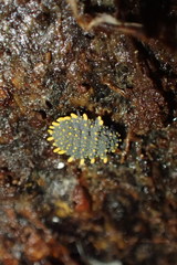 Holacanthella paucispinosa