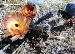 Pterocactus tuberosus